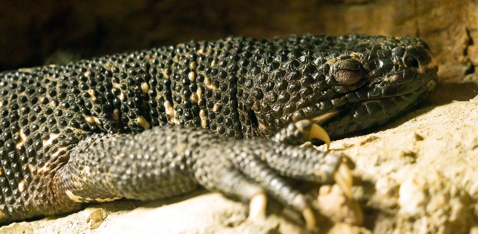 Conoce al escorpión del Motagua reptil guatemalteco cementos progreso guatemala rio
