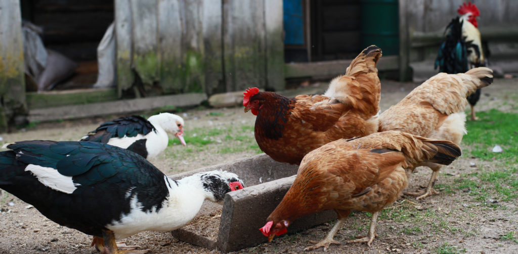 aves de patio cementos progreso guatemala