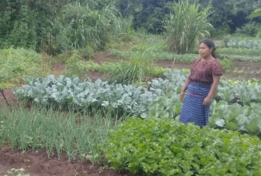 Conoce nuestros “Jardines vegetales”, la opción para mejorar la seguridad alimentaria en San Juan Sacatepéquez cempro cementos progreso guatemala