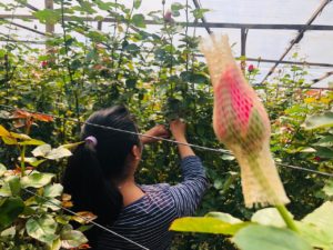 rosas de exportacion progreso finca el pilar guatemala central america