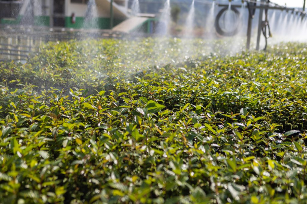 AgroProgreso 2024 125 progreso guatemala