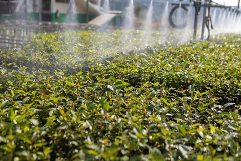 AgroProgreso 2024 125 progreso guatemala